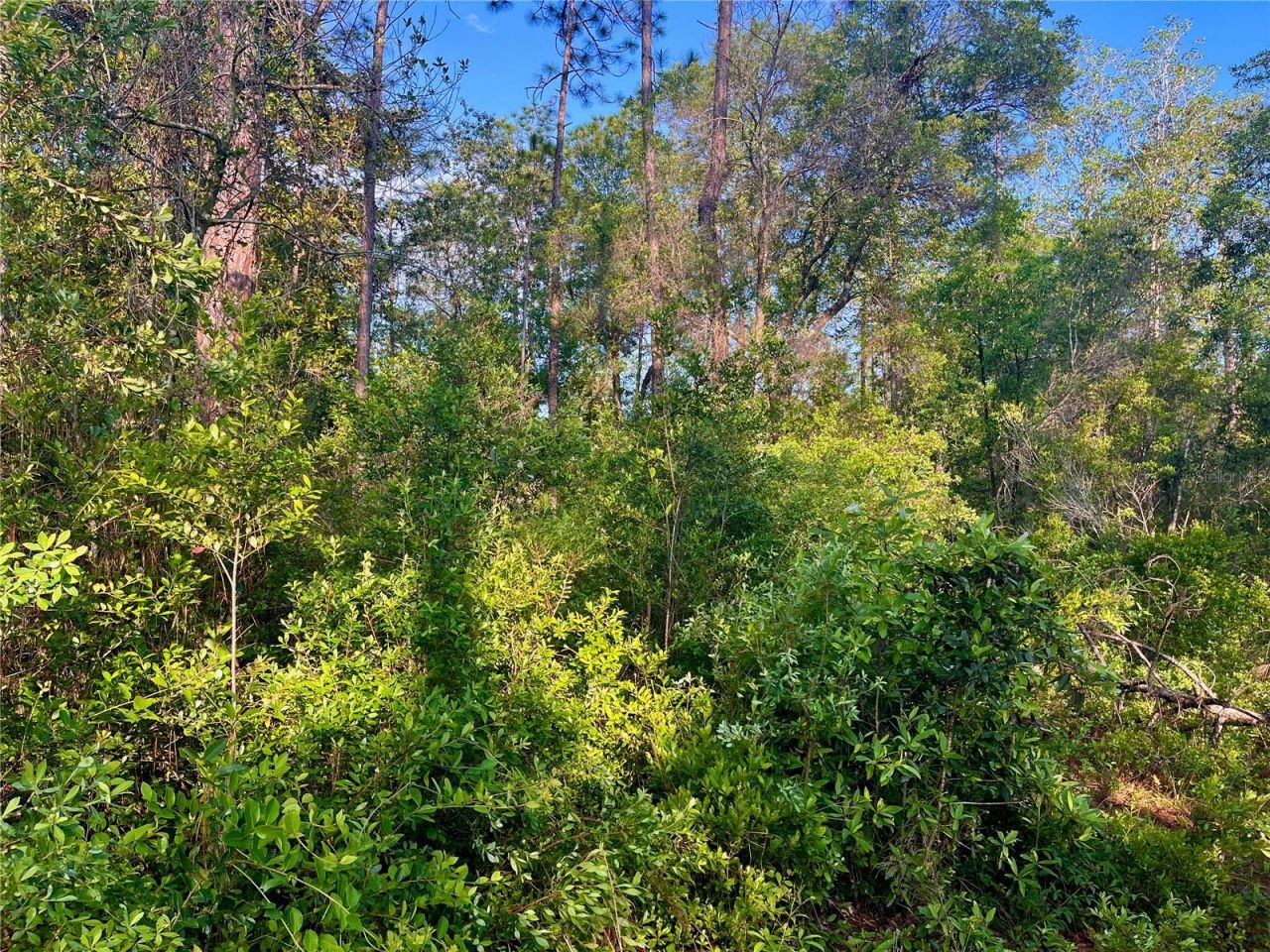 Pinetree Lane, Defuniak Springs, FL 32433 Photo