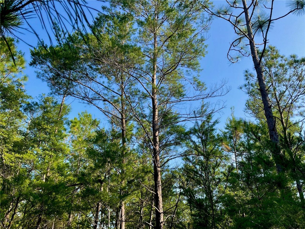 Pinetree Lane, Defuniak Springs, FL 32433 Photo