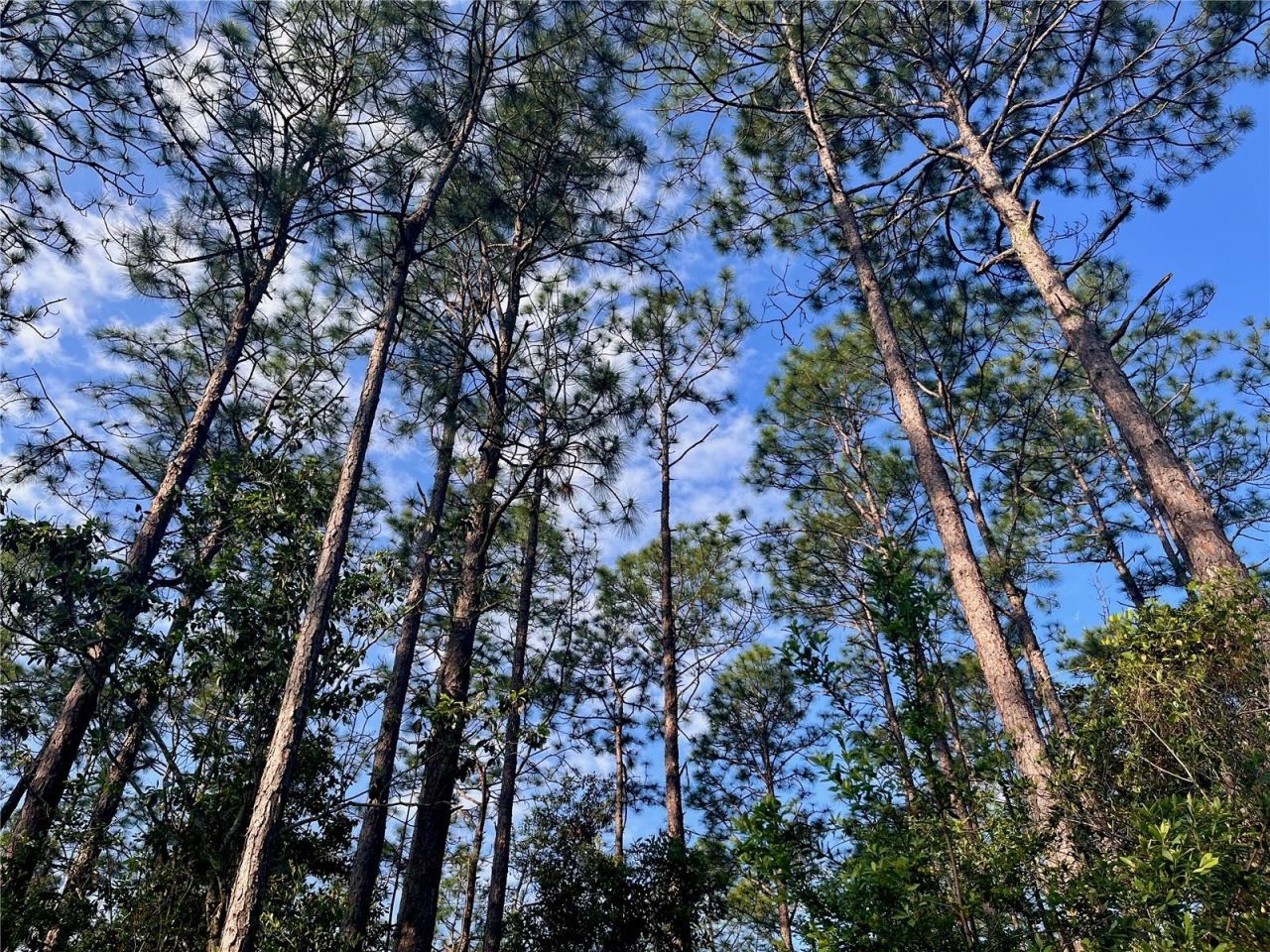 Pinetree Lane, Defuniak Springs, FL 32433 Photo