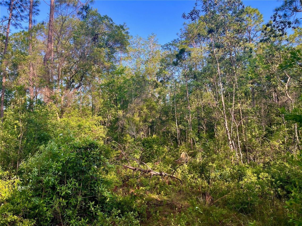 Pinetree Lane, Defuniak Springs, FL 32433 Photo