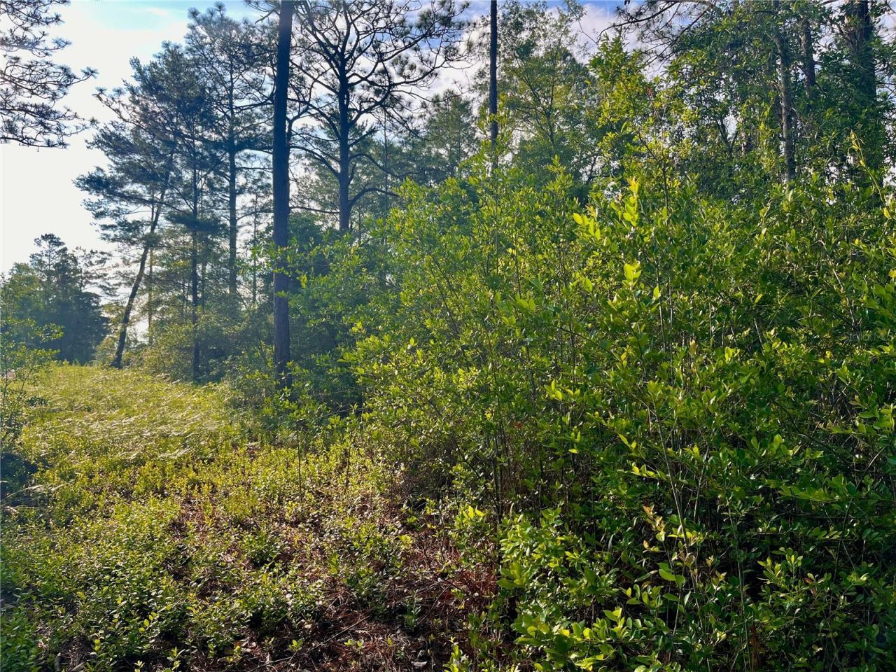 Pinetree Lane, Defuniak Springs, FL 32433 Photo