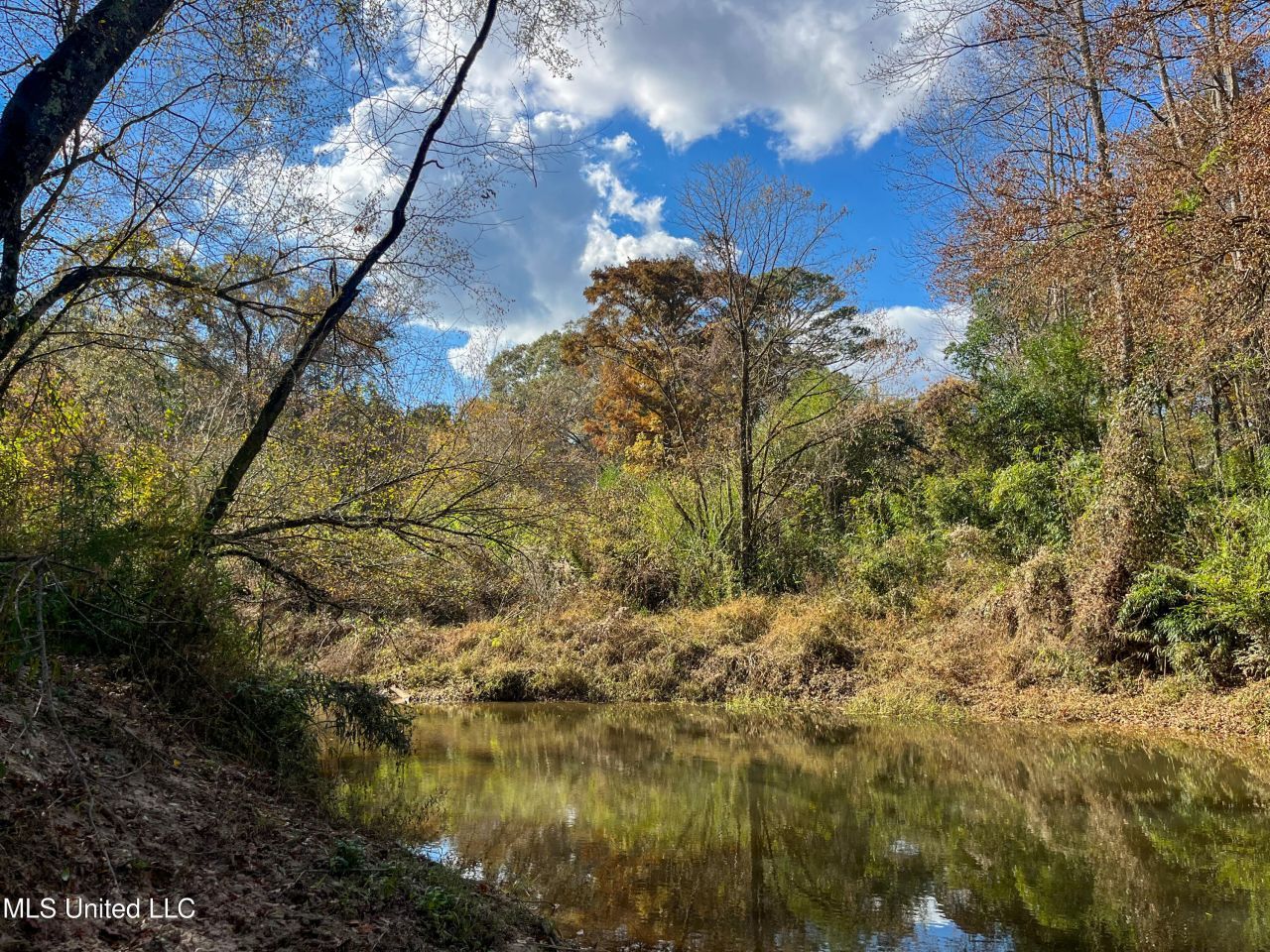 80.8 Acres, Carthage, MS 39051 Main Photo