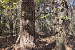 17 Five Bridges Road photo 4