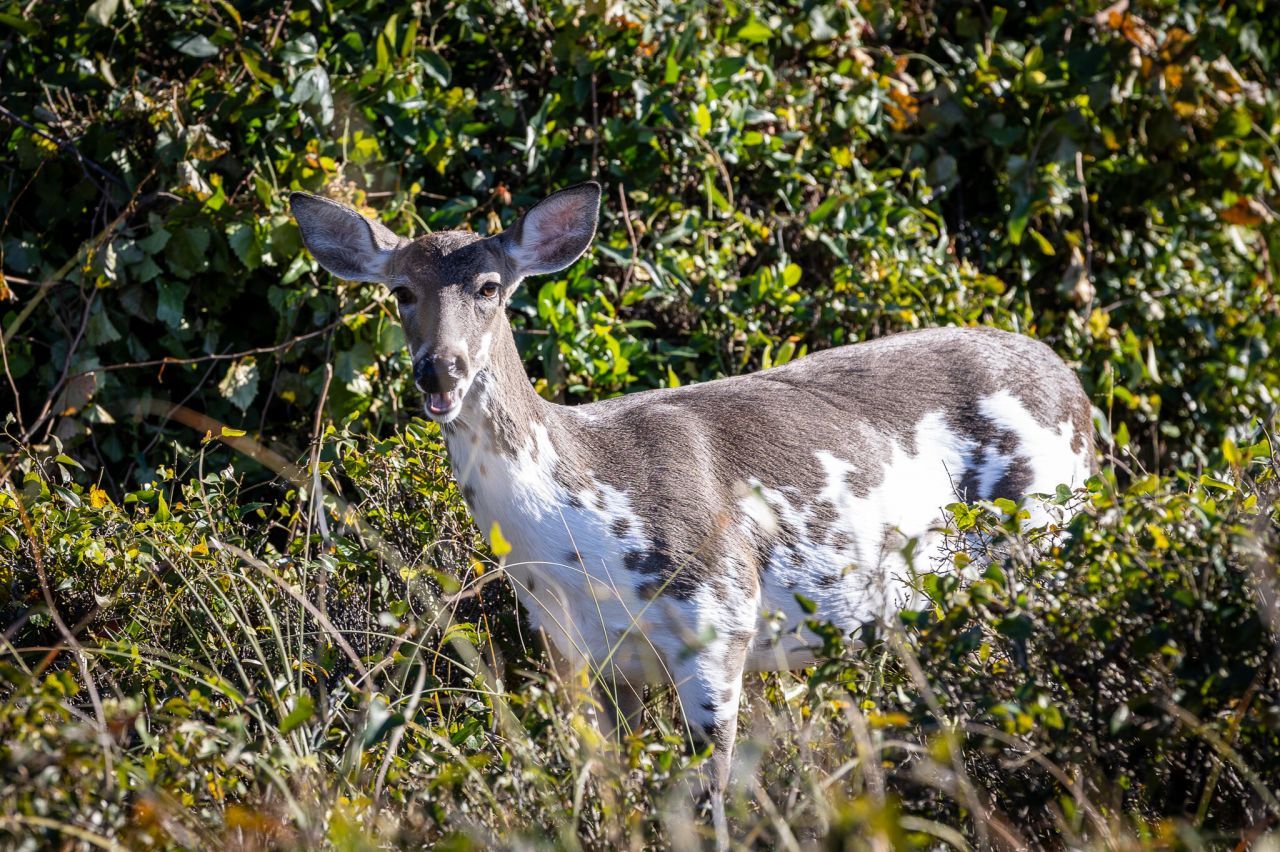 1345 Pelican Watch Villas Photo 22