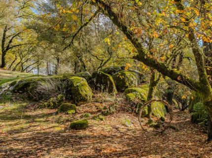 Please Call For Address, Fiddletown, CA 95629 Photo