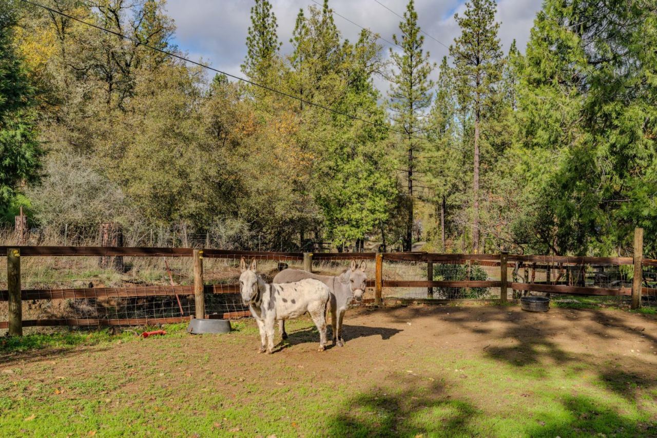 Please Call For Address, Fiddletown, CA 95629 Photo