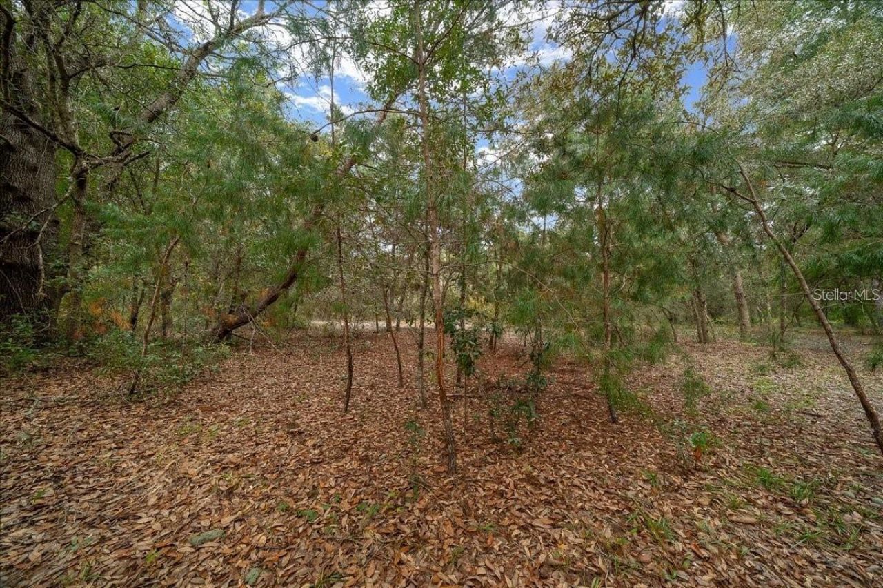 7173 W R Thomas Road, Keystone Heights, FL 32656 Photo