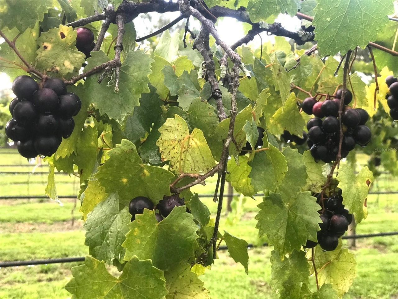 19600 E State Road 64, Bradenton, FL 34212 Photo