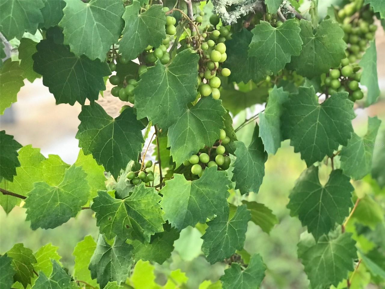 19600 E State Road 64, Bradenton, FL 34212 Photo