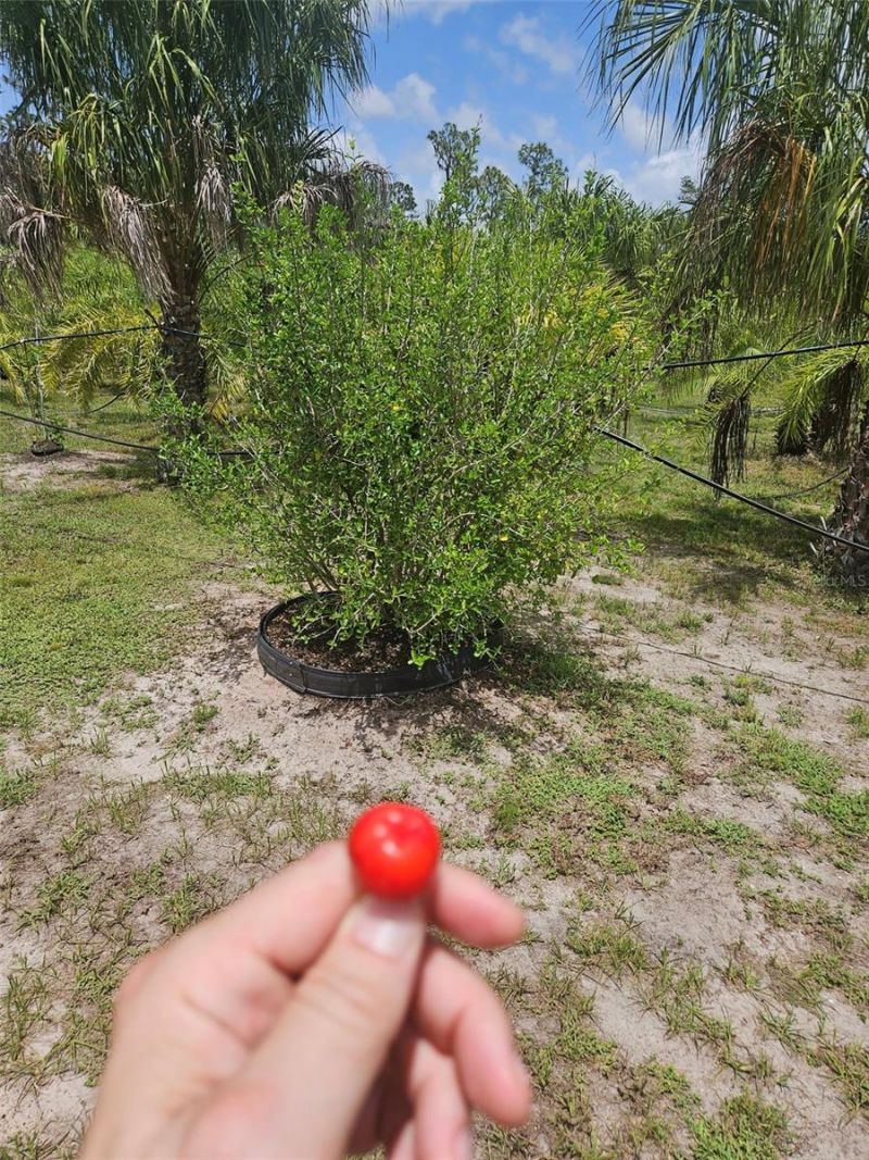 21910 Taylor Drive, Bradenton, FL 34211 Photo