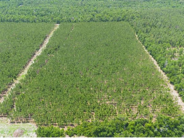 TBD-4 221ST RD, Dowling Park, FL 32060