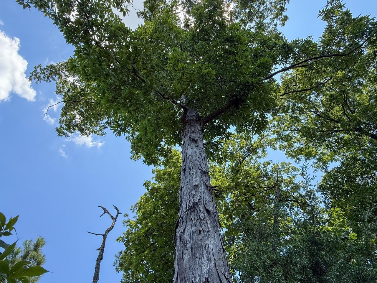 0 Ashford Ferry Road Photo 7