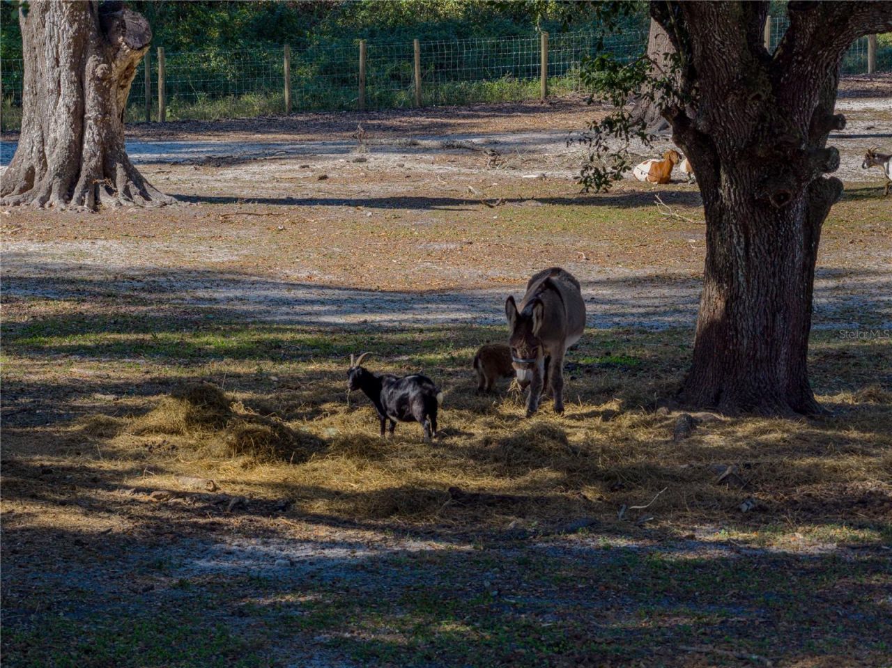 9550 Cr 614a, Bushnell, FL 33513 Photo