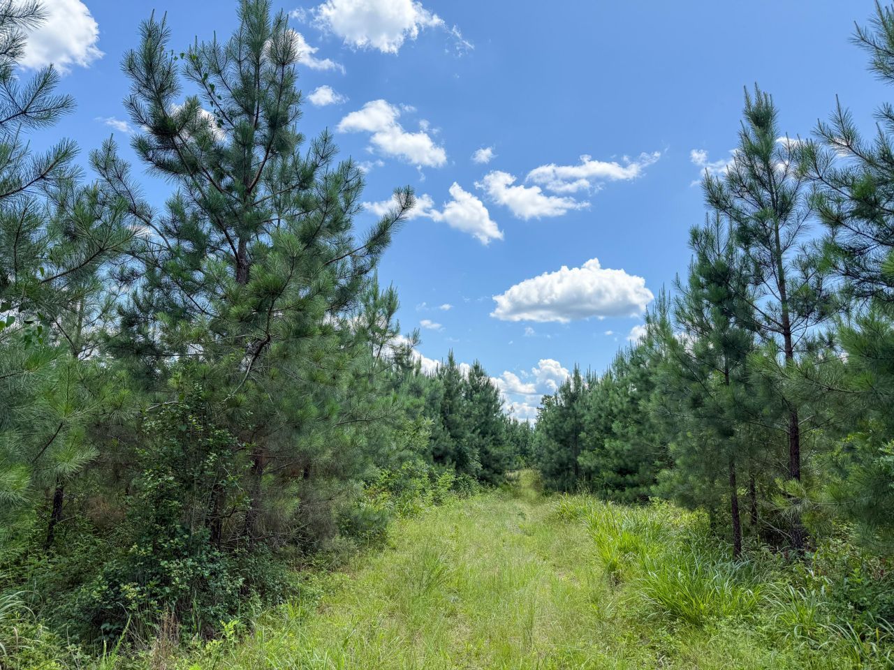 0 Cool Branch Rd Photo 6