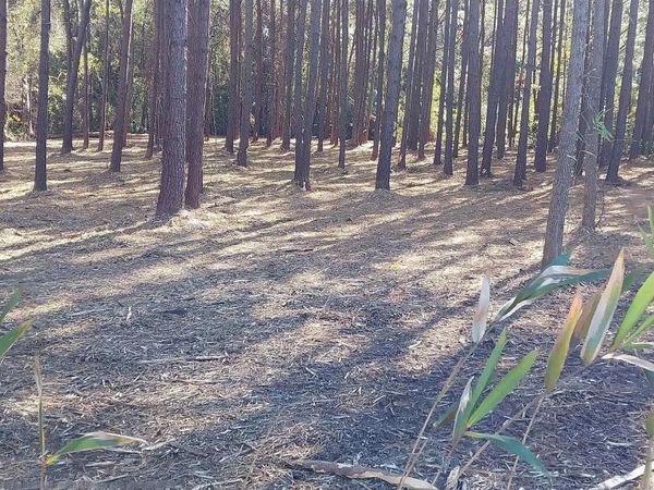 0 Millers Rd., Mullins, SC 29574