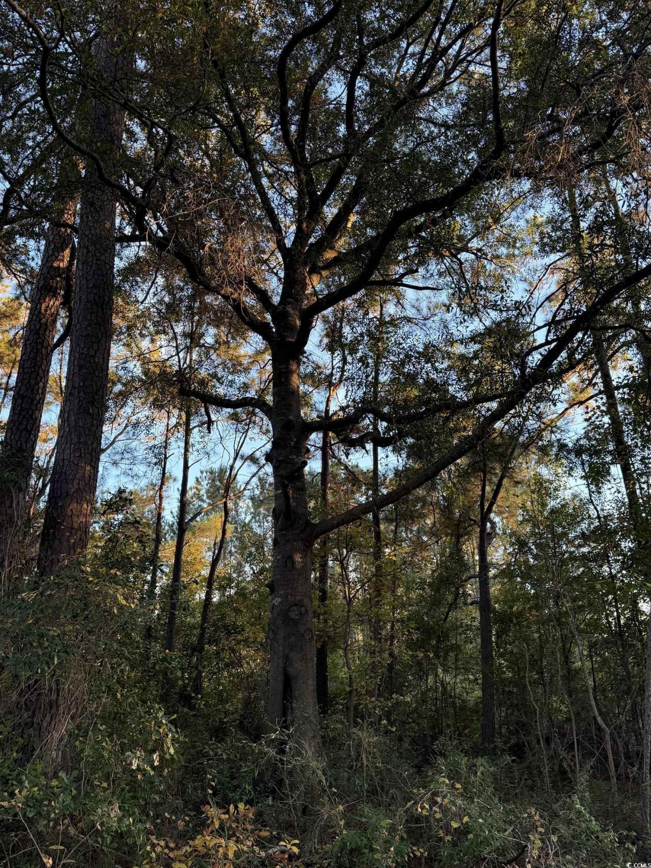 Lot 1 & 2 College Park Rd. Photo 5