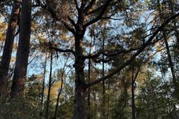 Lot 1 & 2 College Park Rd. photo 4