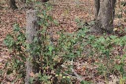 4079 Jefferson Davis Highway photo 4