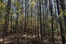 793 Puncheon Creek Dr.  photo 4