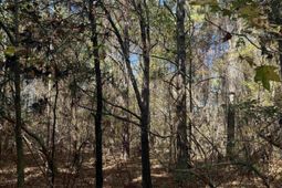 793 Puncheon Creek Dr.  photo 4