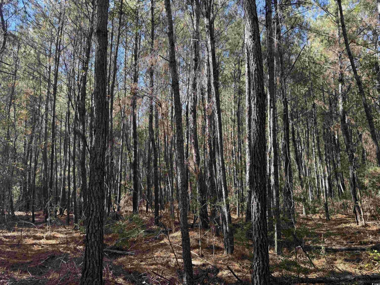 793 Puncheon Creek Dr.  Photo 9