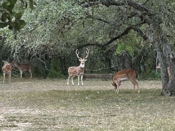 305 CR 305 , Beeville, TX 78102