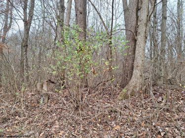 0 Jack Run Road, Bridgeport, WV 26330