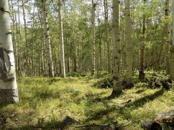 #TBD USFS RD 763 Road, Pitkin, CO 81241