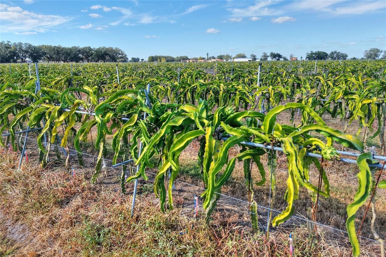 6018 NW County Road 661a, Arcadia, FL 34266 Photo