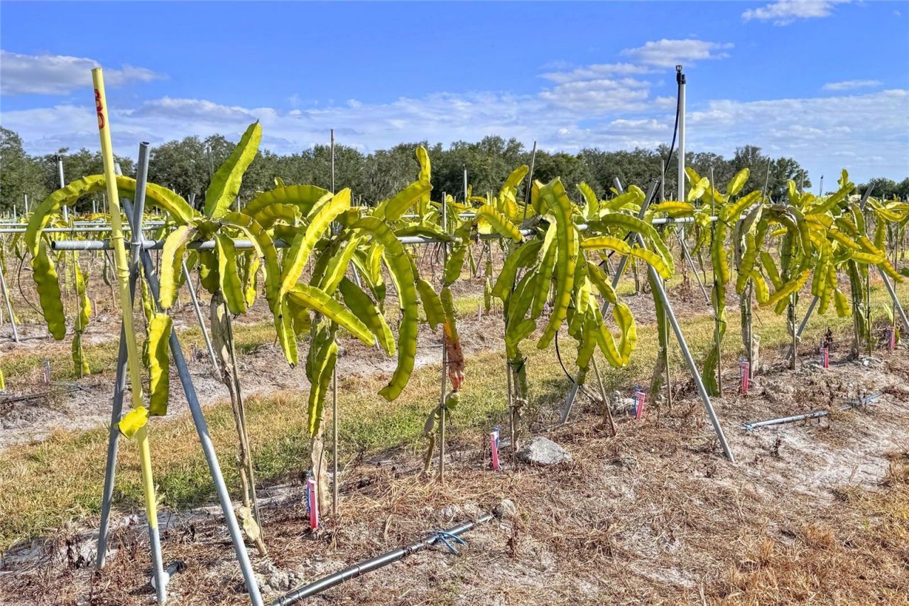 6018 NW County Road 661a, Arcadia, FL 34266 Photo