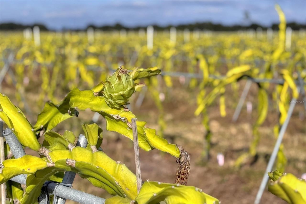 6018 NW County Road 661a, Arcadia, FL 34266 Photo