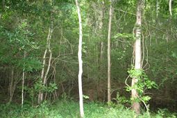 0 Kitfield Road photo 4