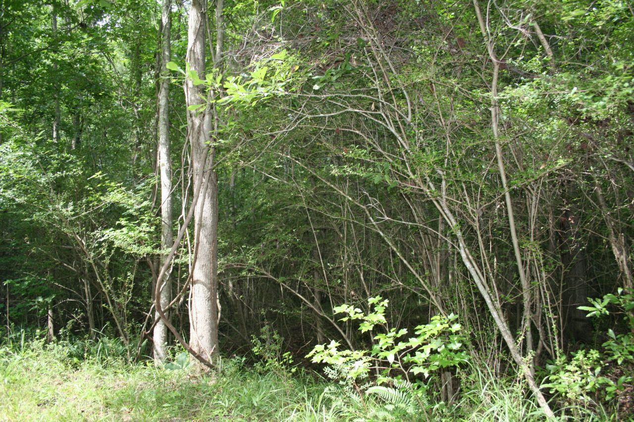 0 Kitfield Road Photo 4