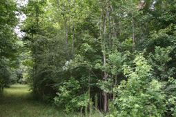 0 Kitfield Road photo 4