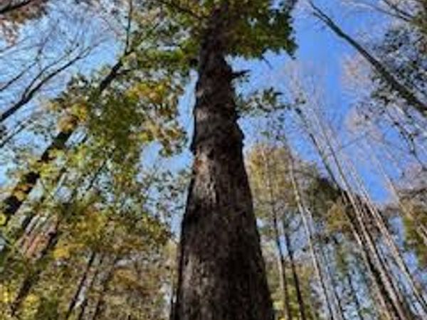 Perry Chapel Road, Ashland, MS 38603