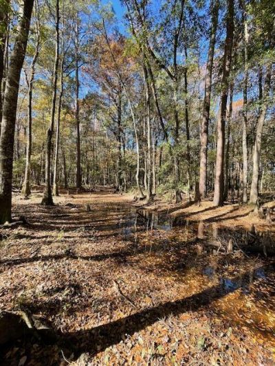 608 Bc Estates Lane Photo 12