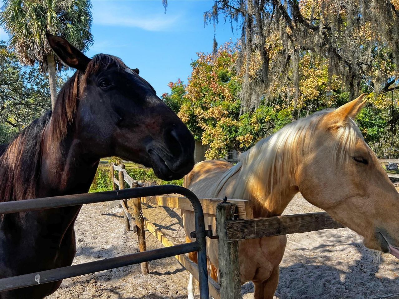 9615 Eden Avenue, Hudson, FL 34667 Photo