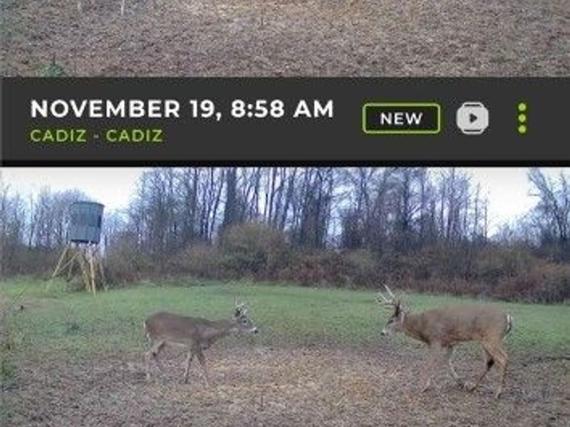 152 County Road 3, Rayland, OH 43943 Photo 31