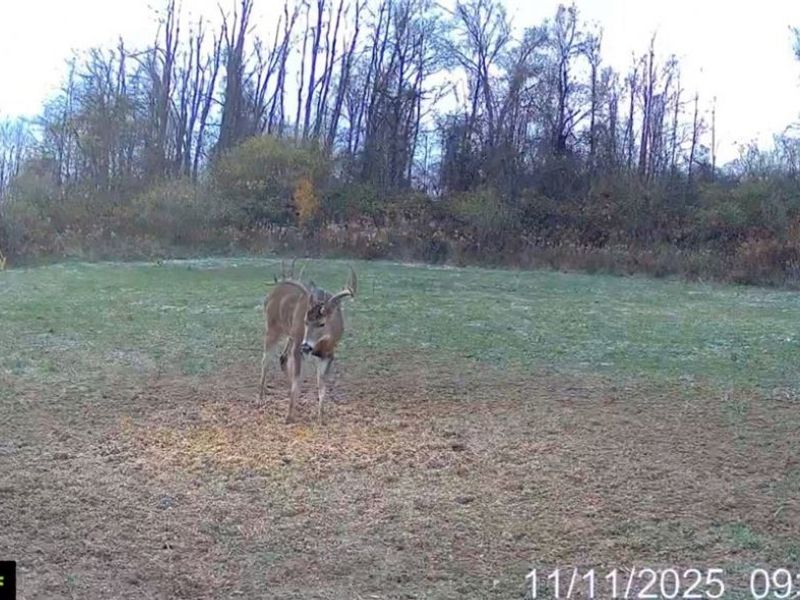 152 County Road 3, Rayland, OH 43943 Photo 34