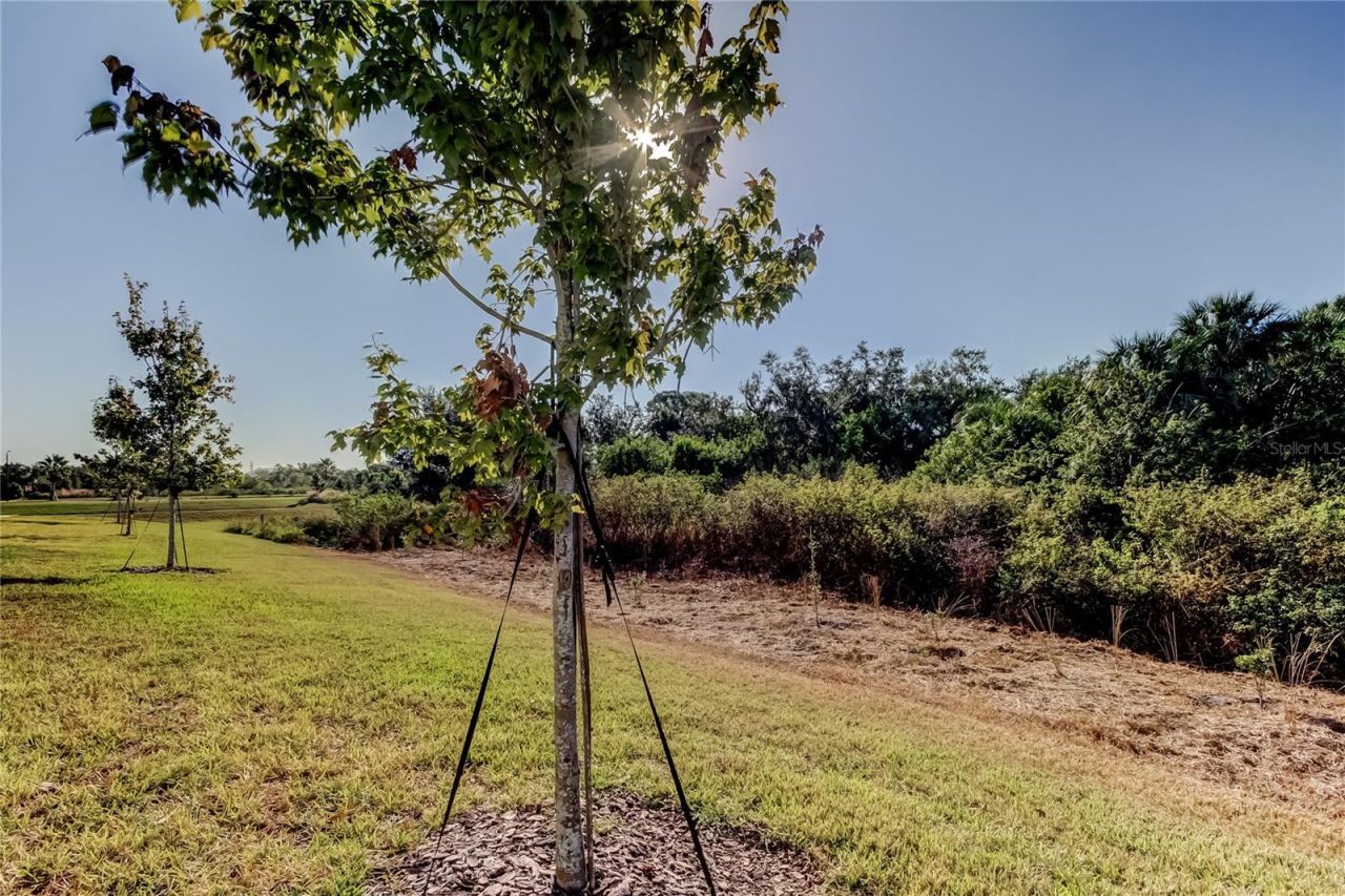 11633 Glenside Terrace, Palmetto, FL 34221 Photo