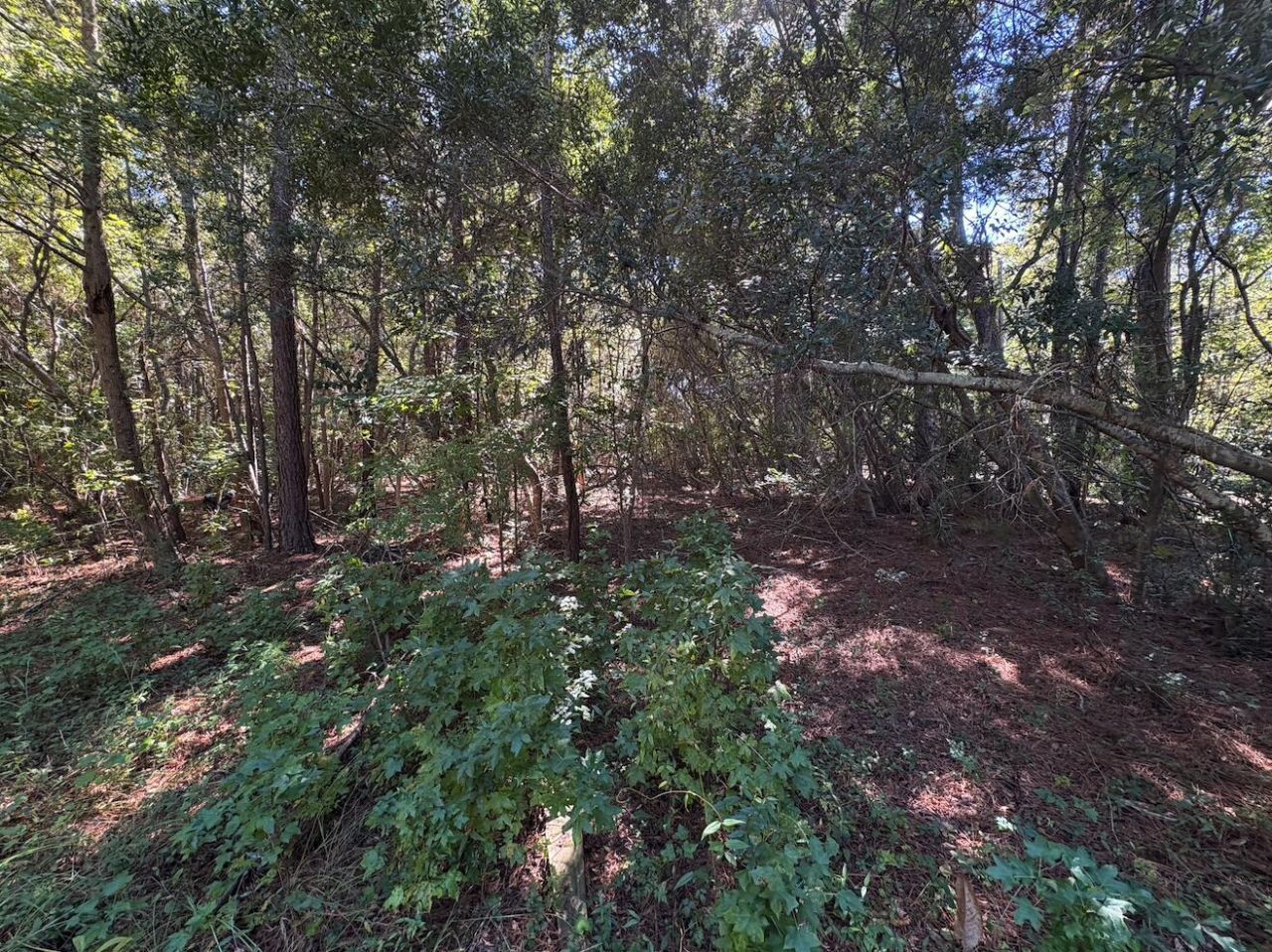 000 Half Street Photo 6