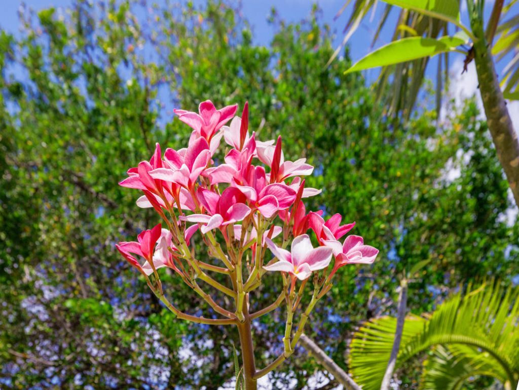 30416 Coconut Highway, Big Pine Key, FL 33043 Photo