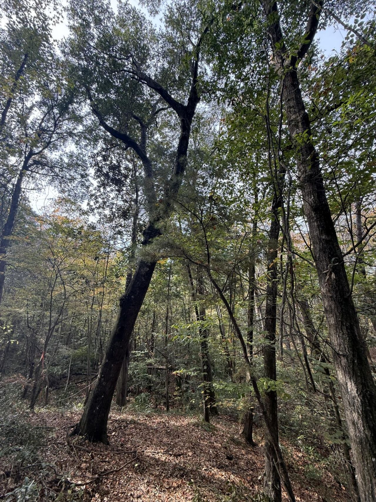 0 Yellow House Lot 2 Place Photo 15