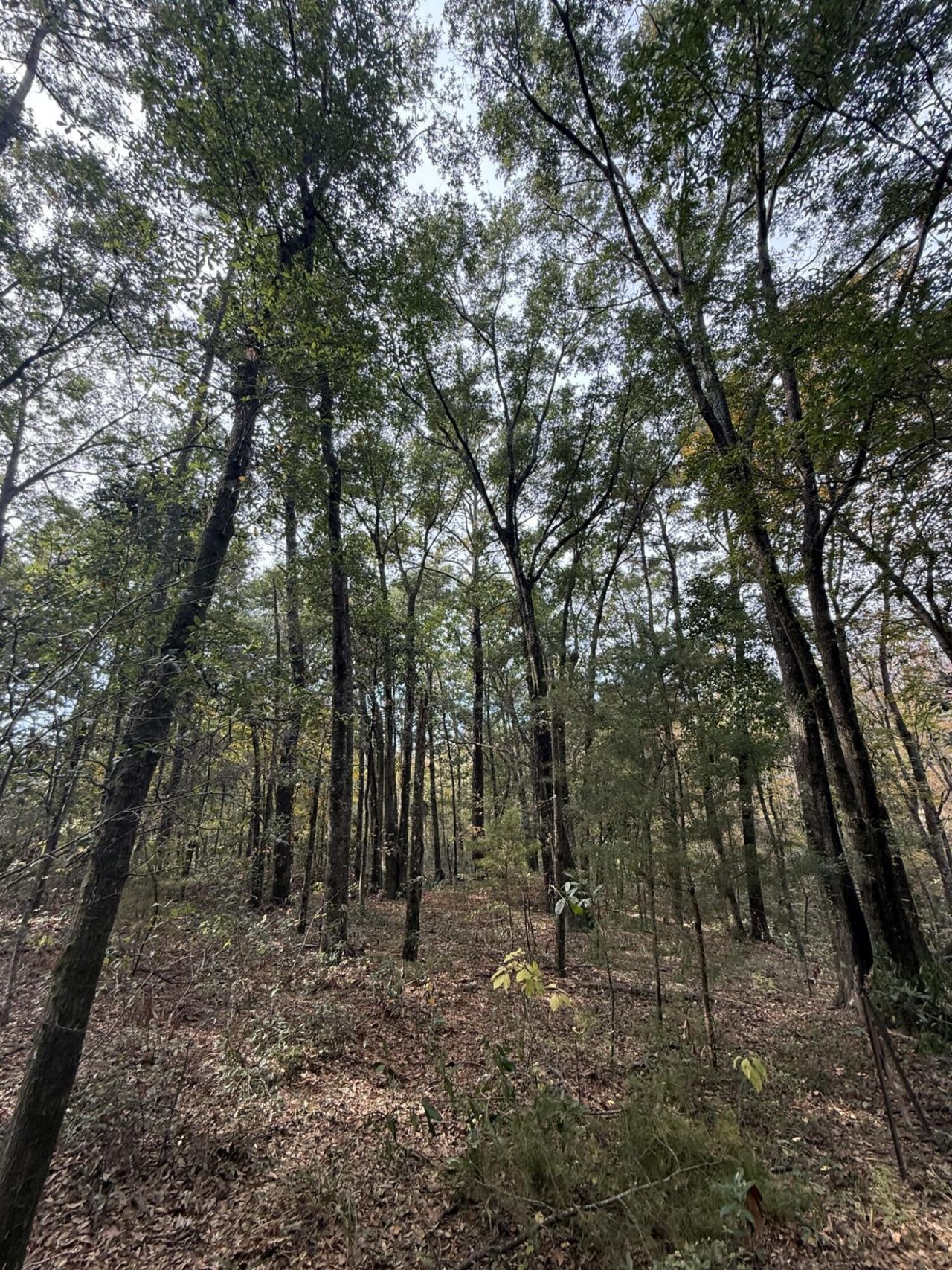 0 Yellow House Place Photo 13