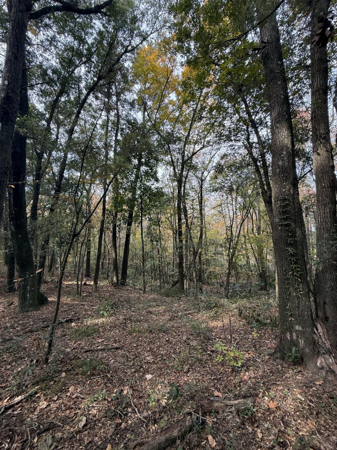 0 Yellow House Place Photo 14