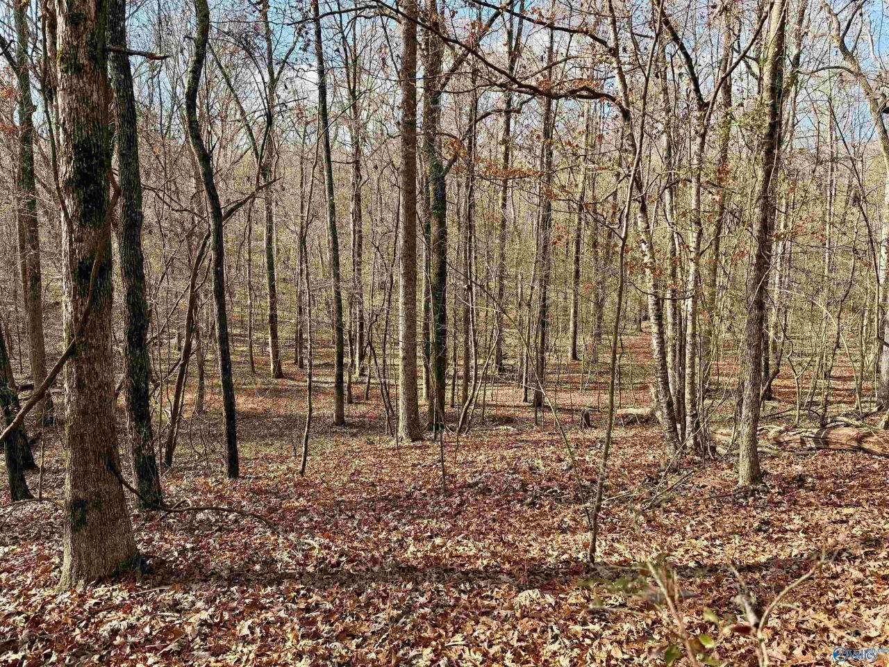 3 County Road 137, Lot #504549, Cedar Bluff, AL 35959 Main Photo