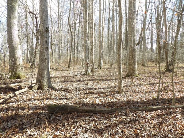 Lot 1 Cyrus Daniels Road, Evensville, TN 37332