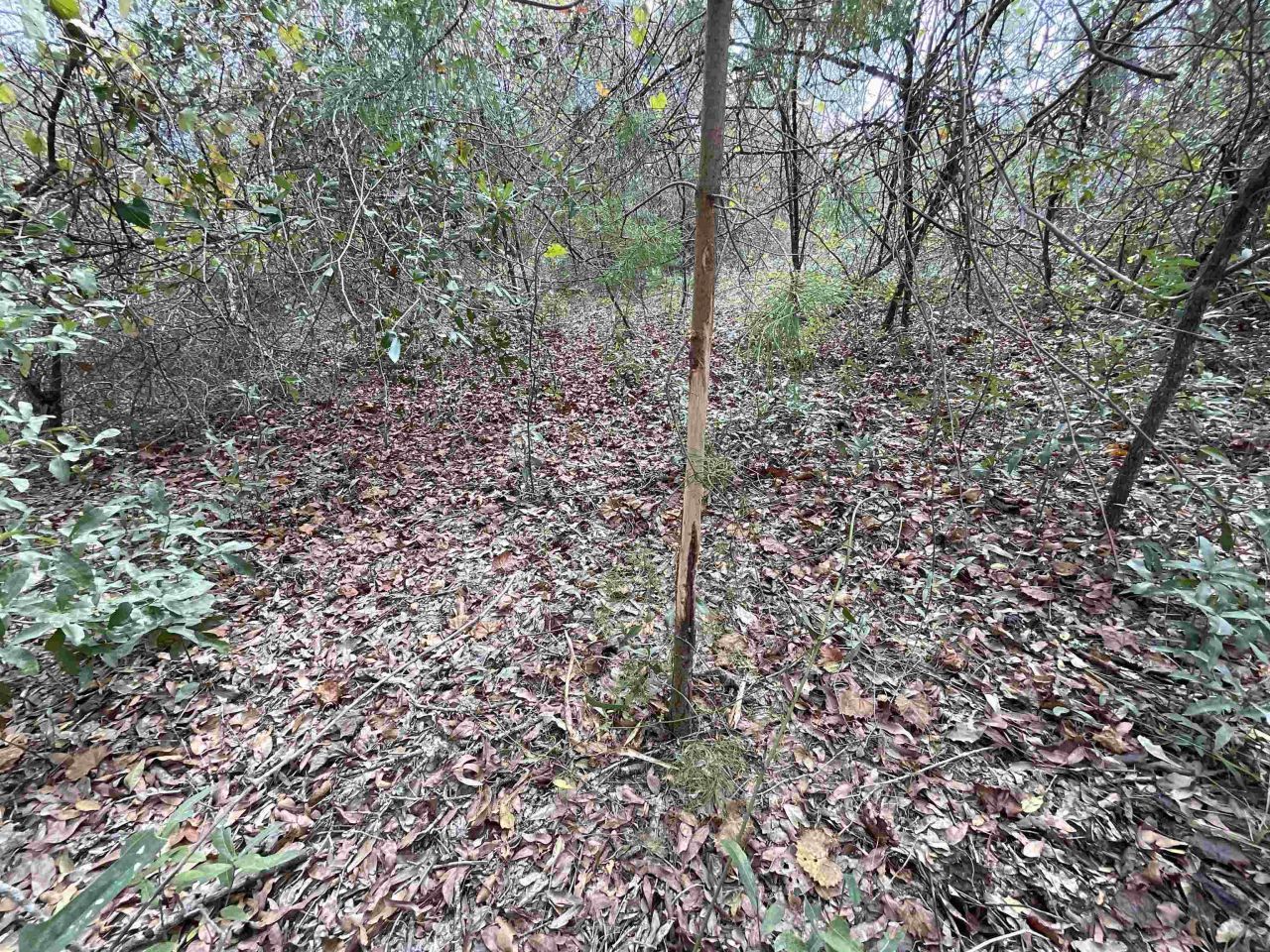 *vacant* SE River Road, Lee, FL 32059 Photo