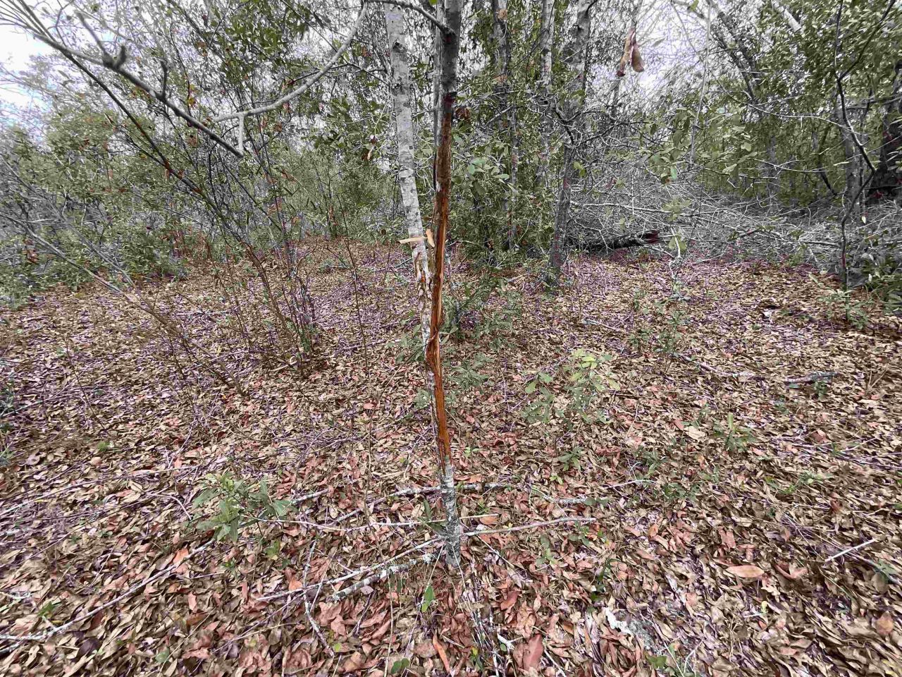 *vacant* SE River Road, Lee, FL 32059 Photo