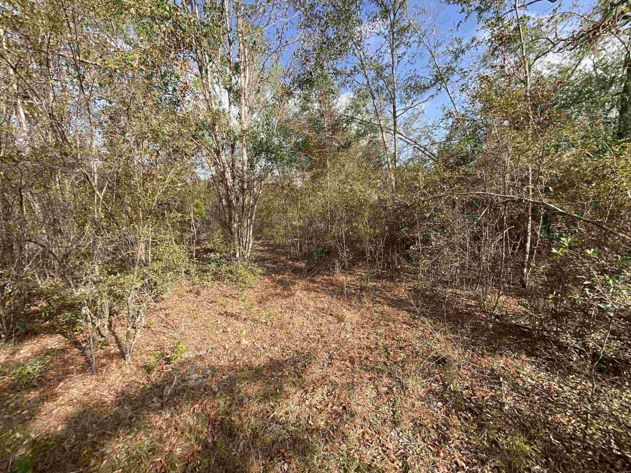 *vacant* SE River Road, Lee, FL 32059 Photo